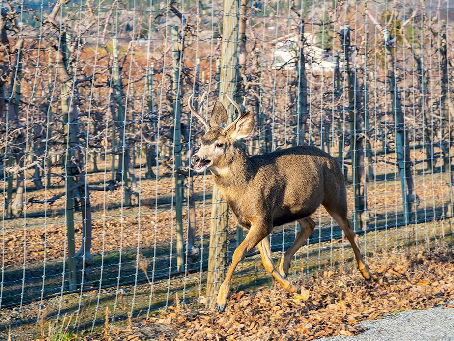 Deer Fence Contractor in Madison Wisconsin