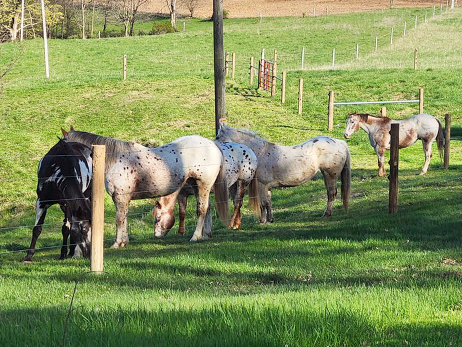 Horse Fence Contractor in Madison Wisconsin