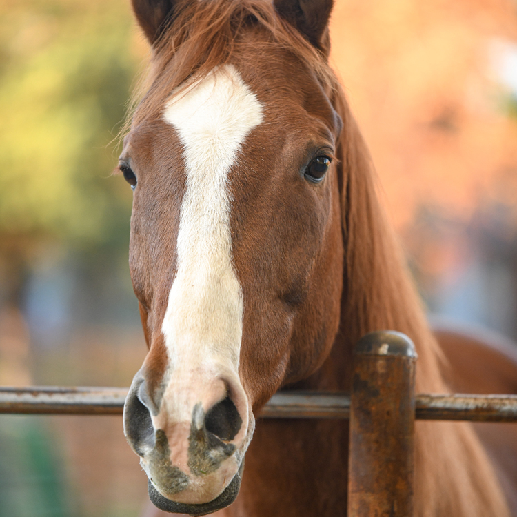 Animal fencing installed in Mount Horeb, Wisconsin